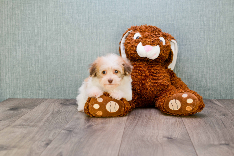 Havanese Puppy for Adoption