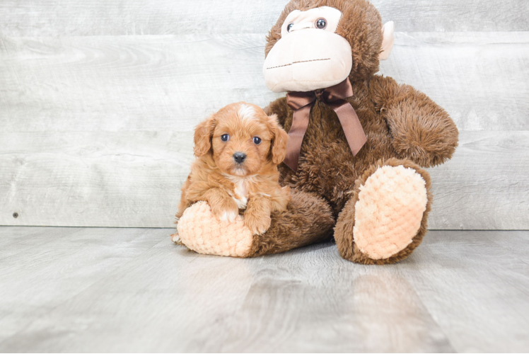 Cavapoo Pup Being Cute