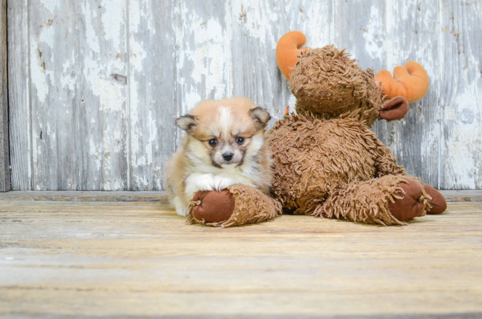 Pomeranian Puppy for Adoption