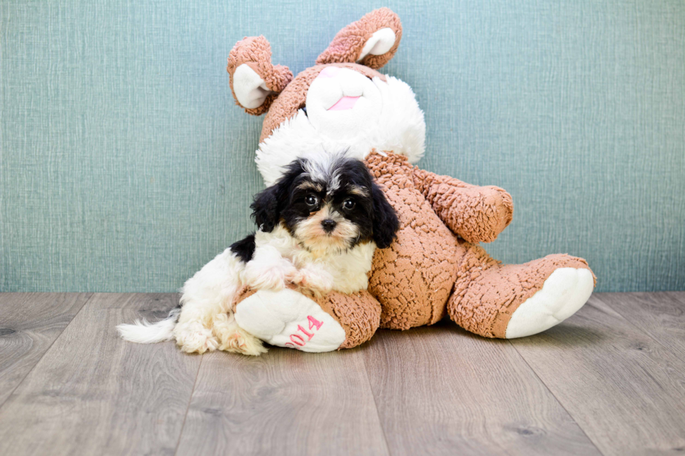 Best Cavachon Baby