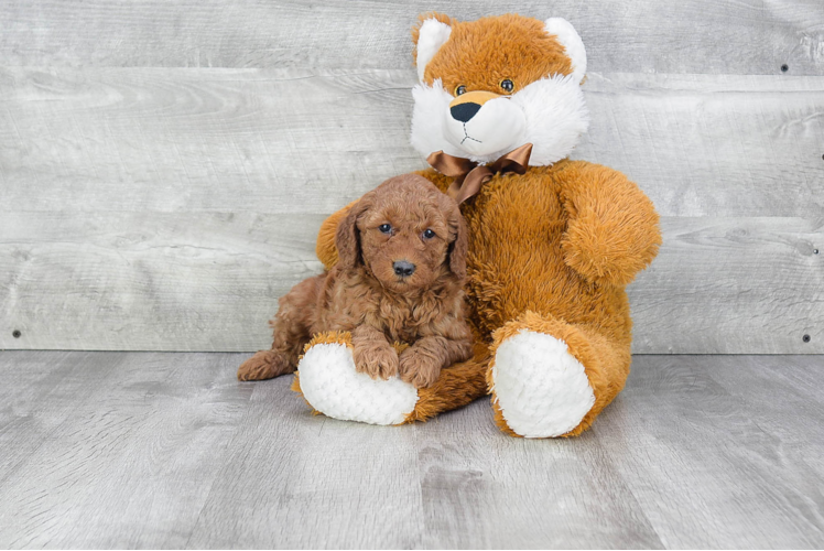 Small Mini Goldendoodle Baby