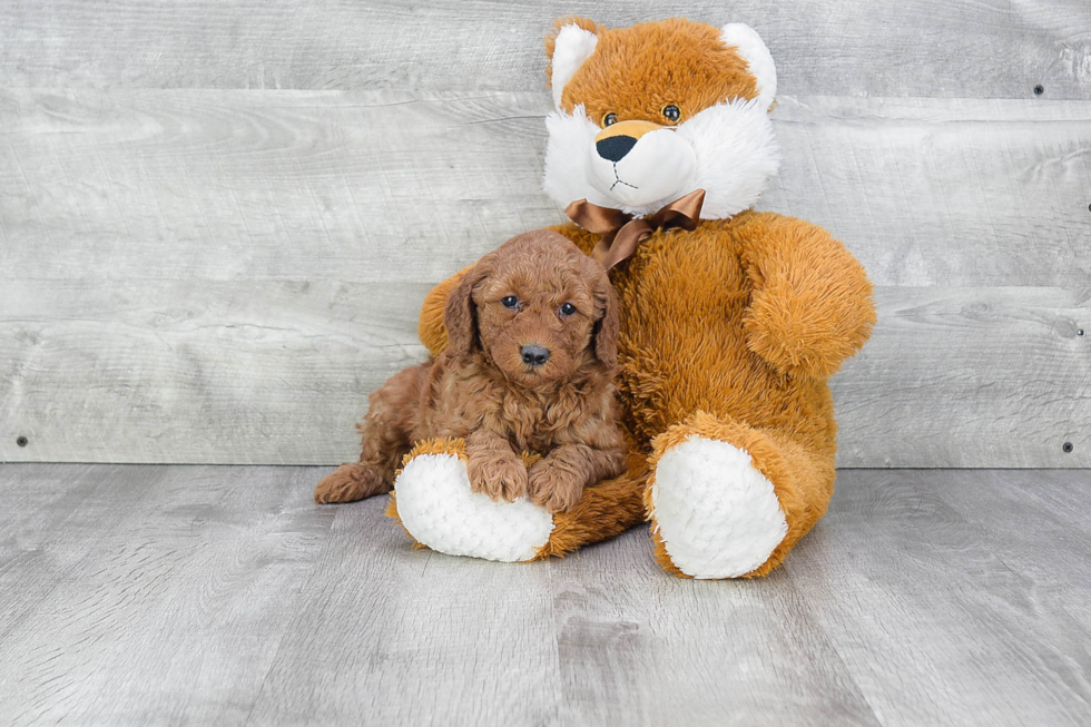 Small Mini Goldendoodle Baby