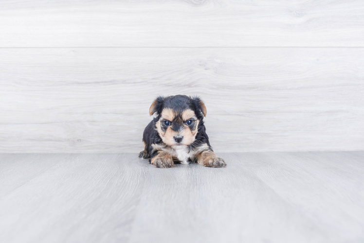 Morkie Pup Being Cute