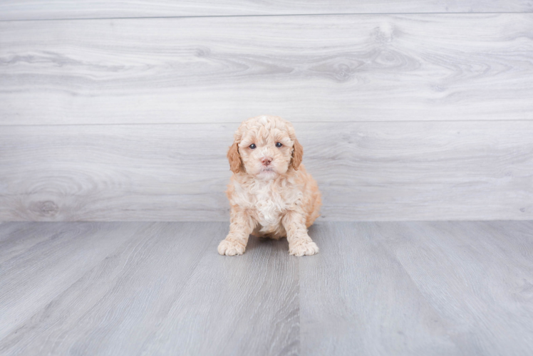 Mini Goldendoodle Pup Being Cute