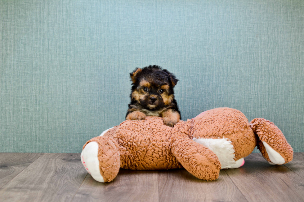 Morkie Puppy for Adoption