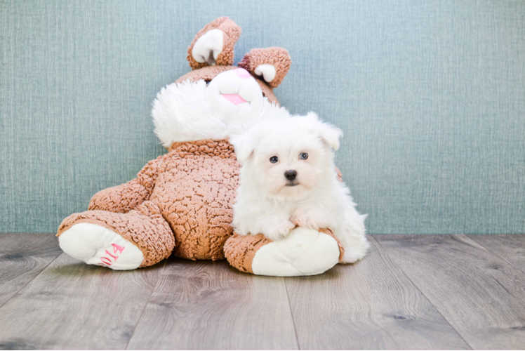 Hypoallergenic Maltese Baby