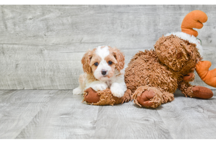 Cavachon Puppy for Adoption