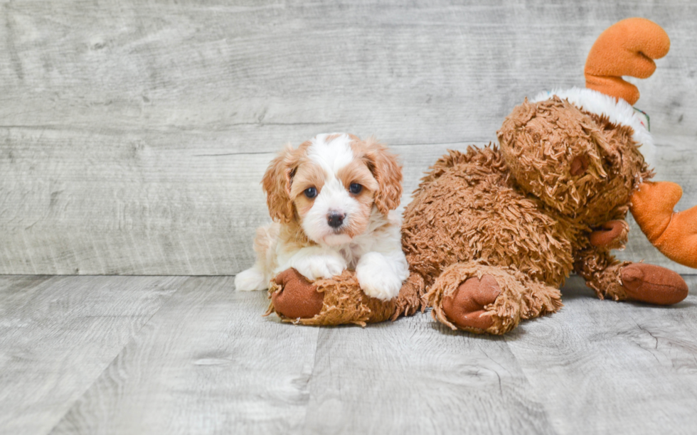 Cavachon Puppy for Adoption