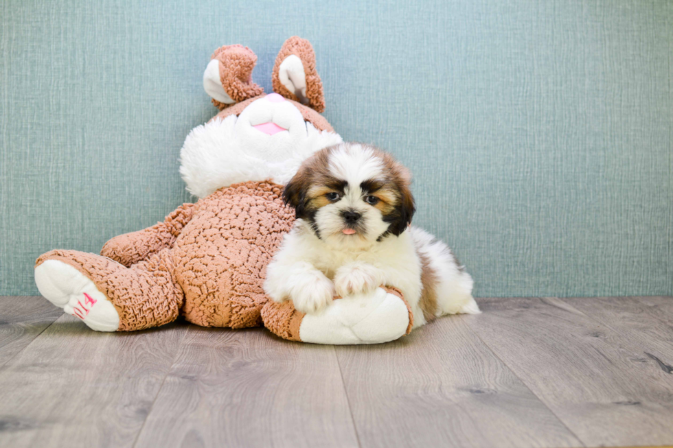 Teddy Bear Pup Being Cute