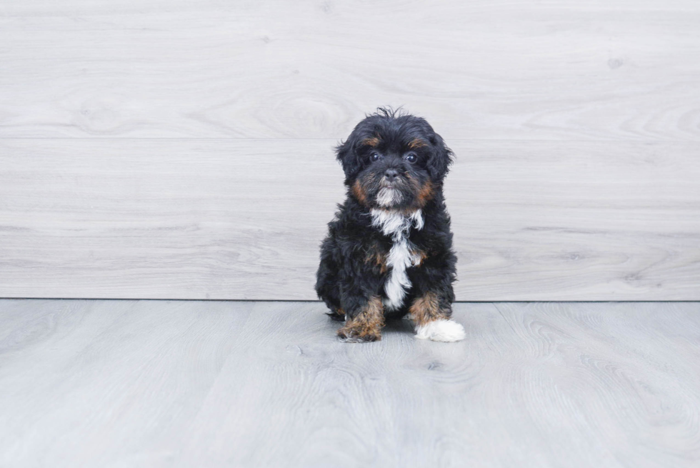 Mini Bernedoodle Pup Being Cute