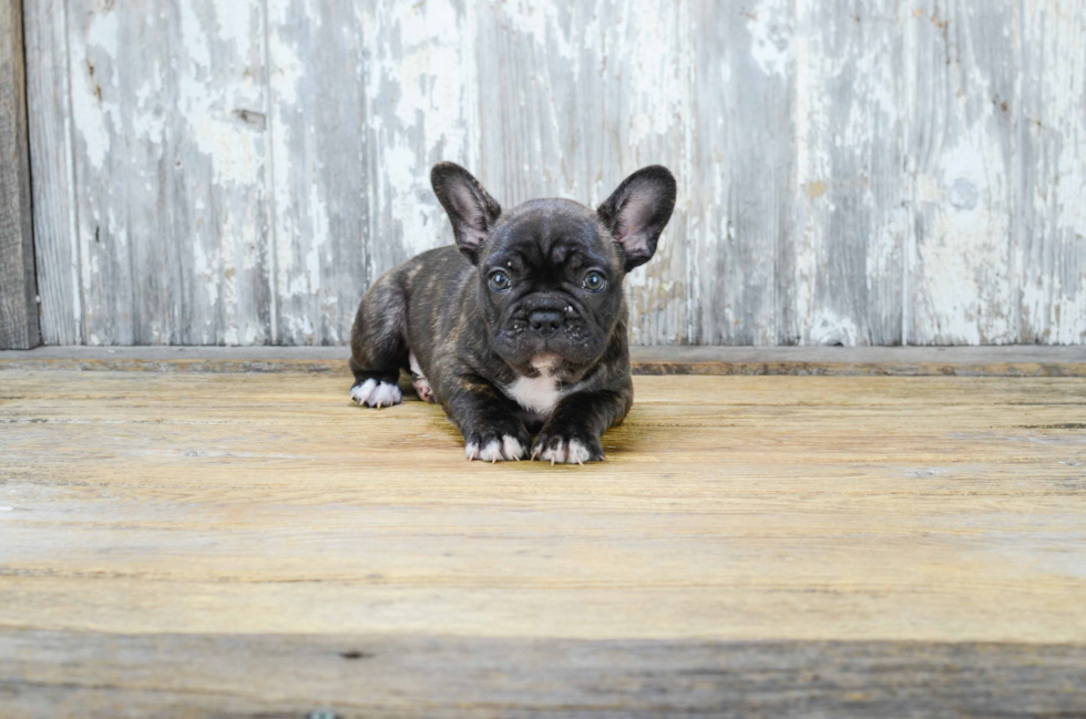 Best French Bulldog Baby