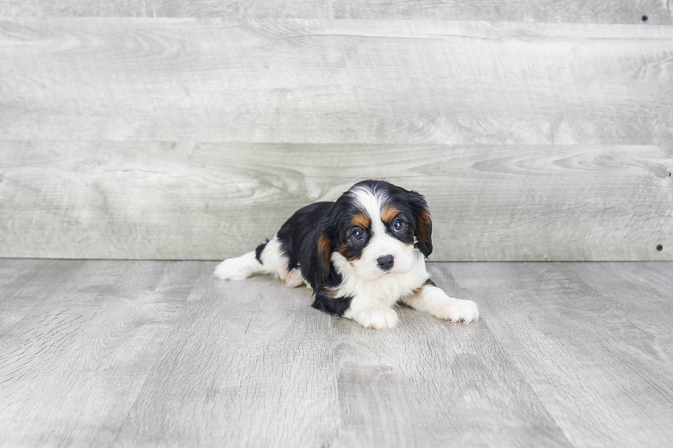 Best Cavalier King Charles Spaniel Baby