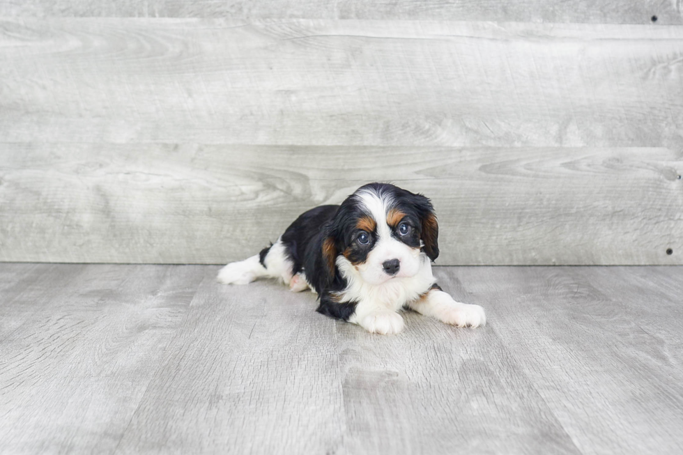 Best Cavalier King Charles Spaniel Baby