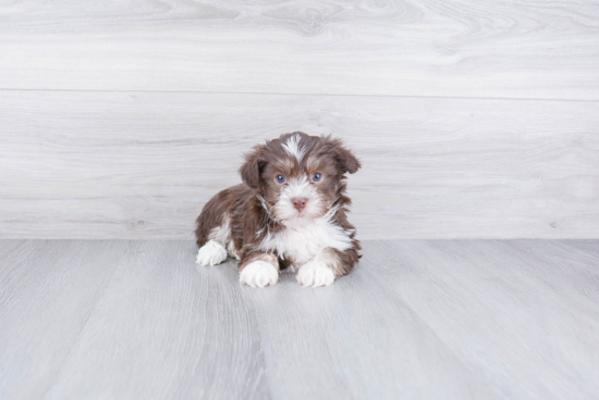 Havanese Puppy for Adoption