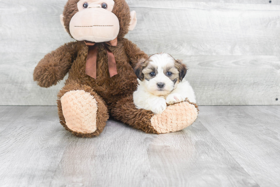 Teddy Bear Pup Being Cute