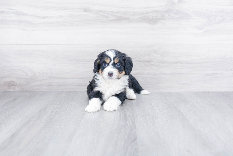 Mini Bernedoodle Pup Being Cute