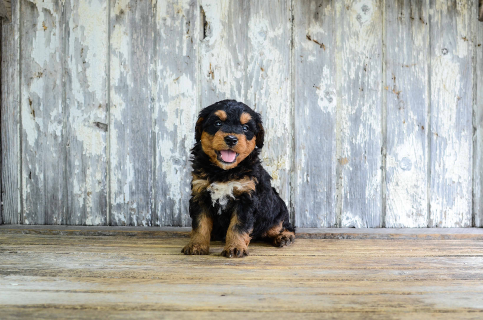 Petite Mini Bernedoodle Poodle Mix Pup