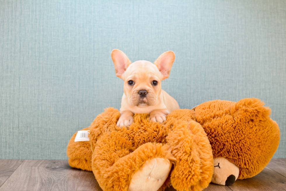 Best French Bulldog Baby