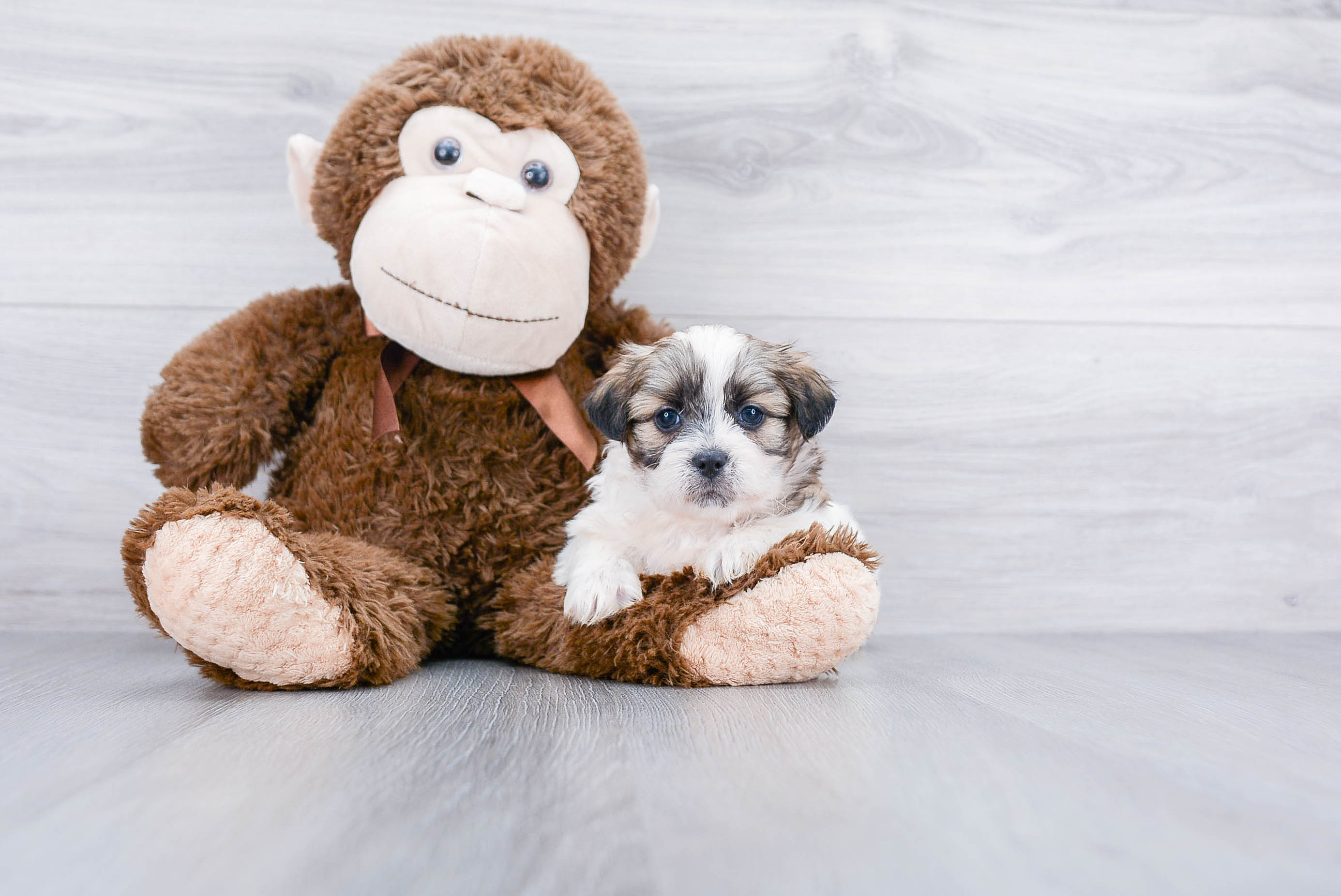 Smart Teddy Bear Designer Pup