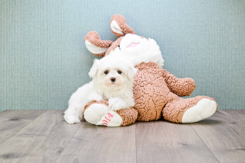 Maltese Pup Being Cute