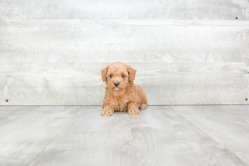 Poodle Puppy for Adoption