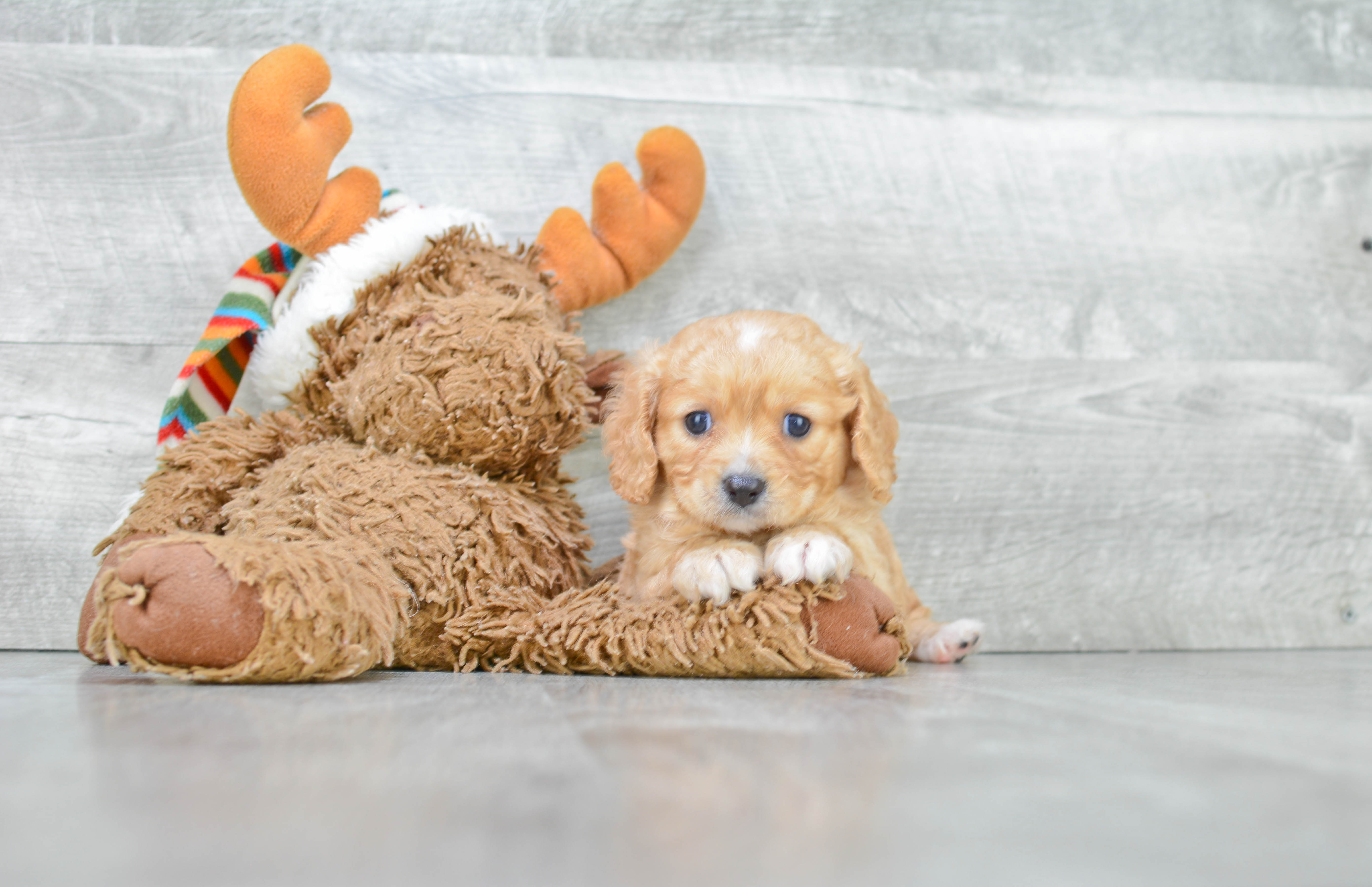 Cavapoo Pup Being Cute