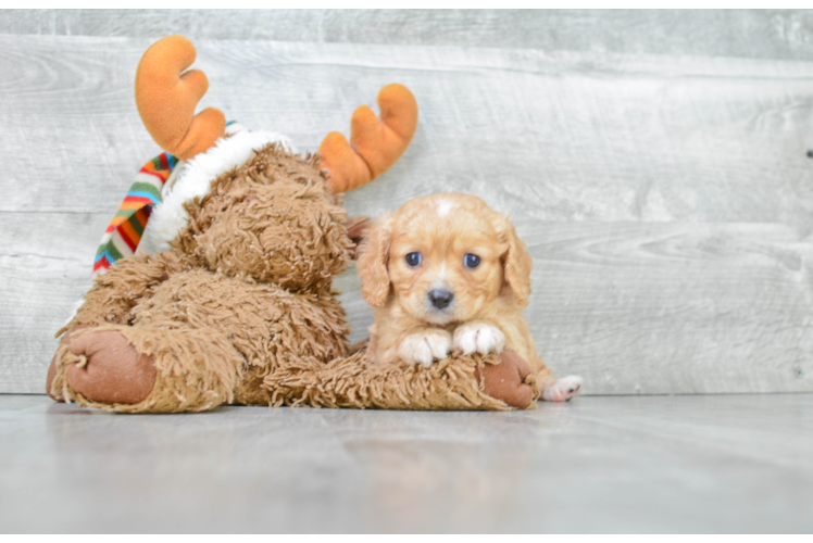 Cavapoo Pup Being Cute