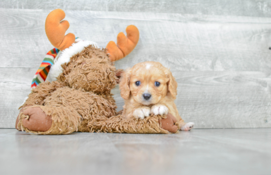 Cavapoo Pup Being Cute