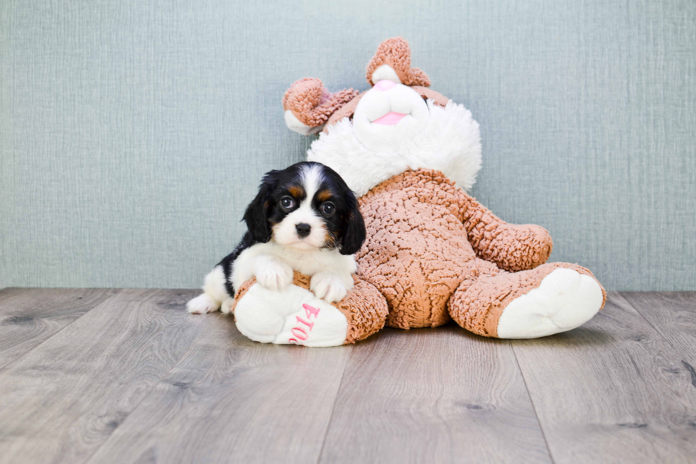 Small Cavalier King Charles Spaniel Purebred Pup