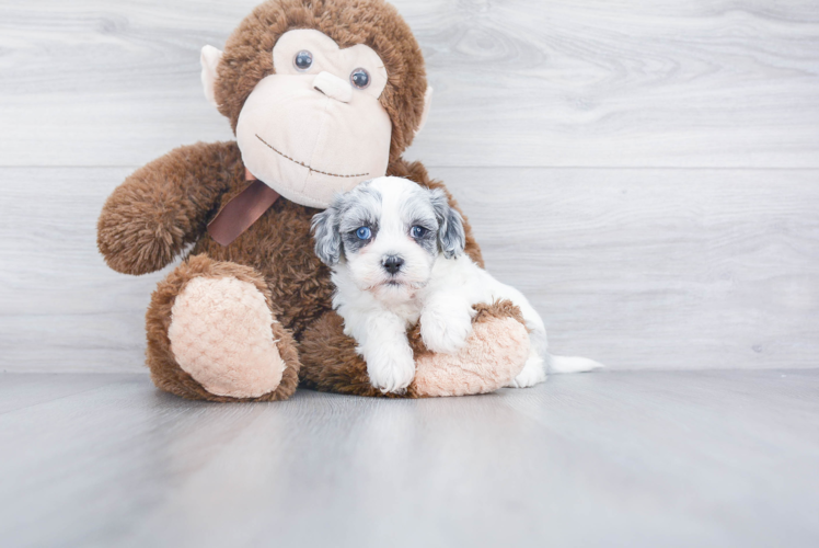 Shih Poo Puppy for Adoption