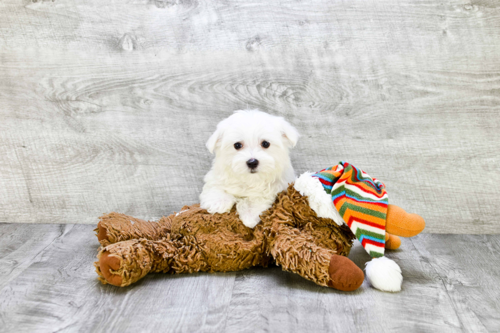 Maltese Puppy for Adoption