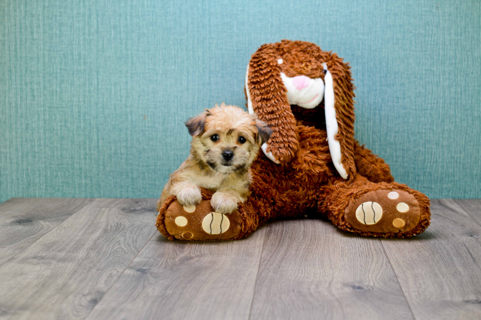 Friendly Morkie Baby