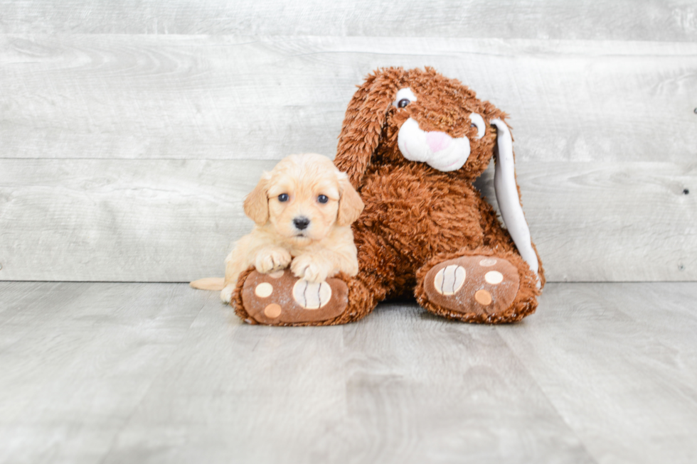 Small Cavachon Baby