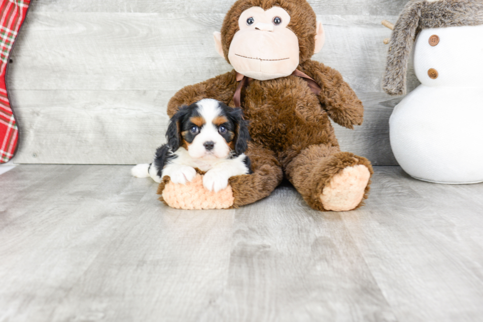 Hypoallergenic Cavalier King Charles Spaniel Baby