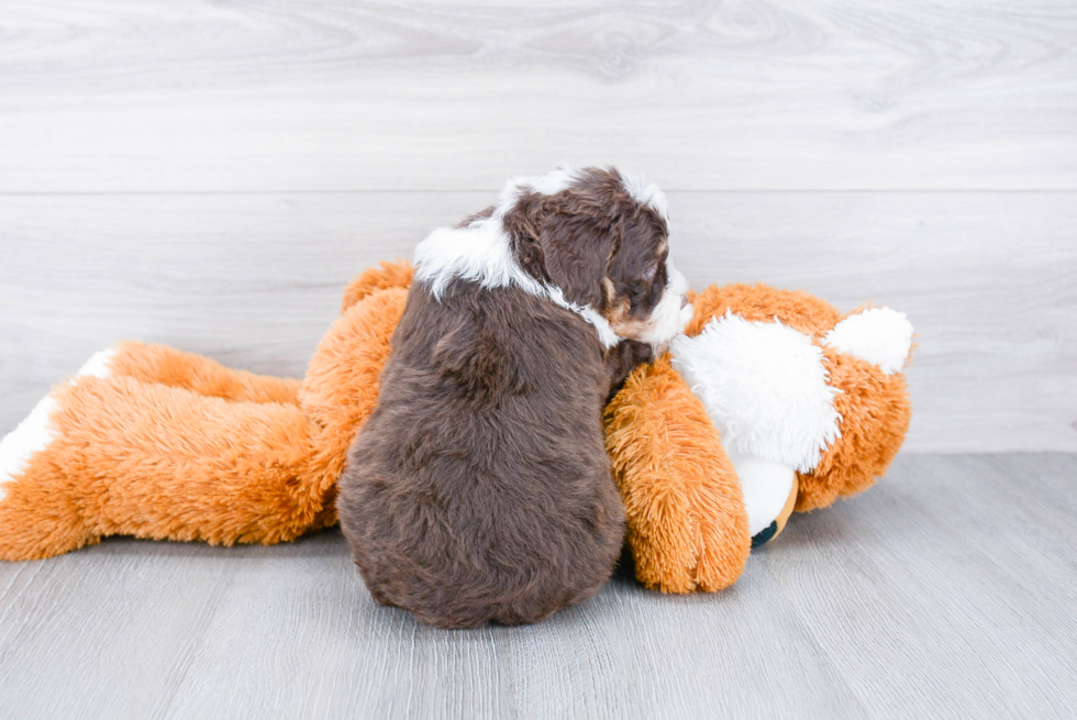 Mini Bernedoodle Pup Being Cute