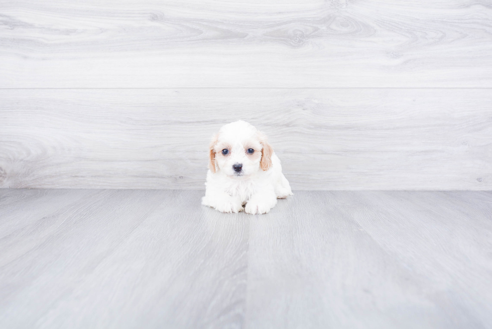 Cavachon Pup Being Cute