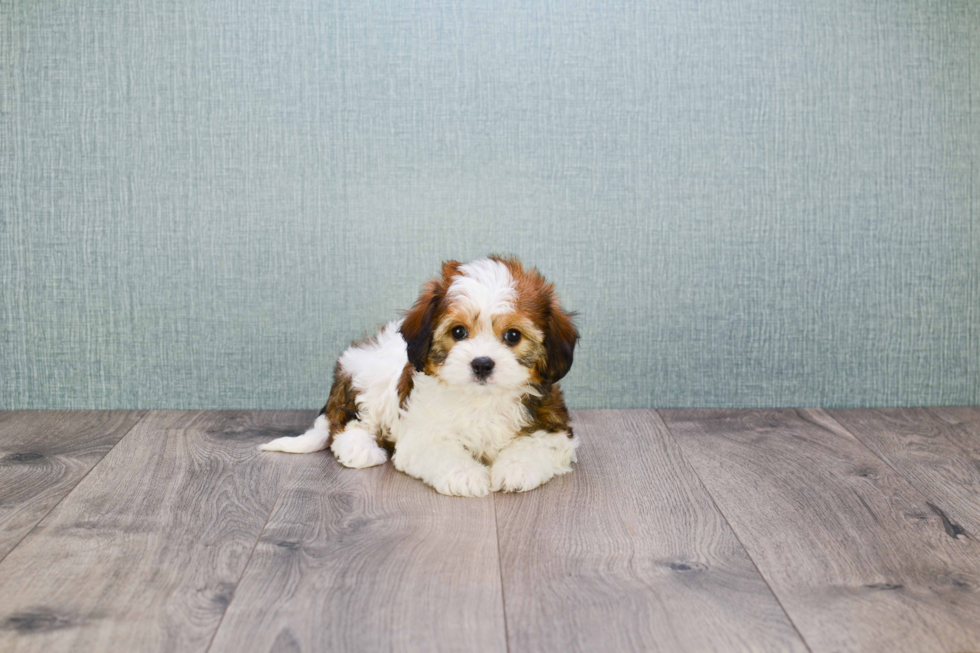 Petite Cavachon Designer Pup