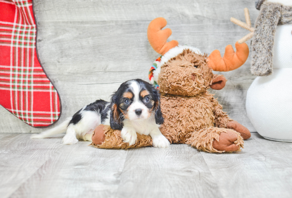 Funny Cavalier King Charles Spaniel Purebred Pup