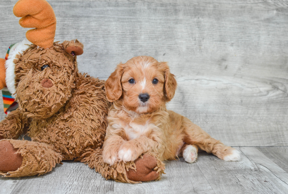 Best Cavapoo Baby