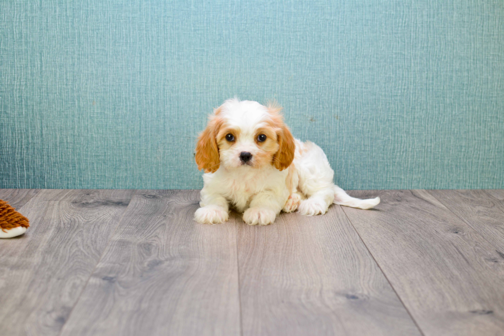 Funny Cavachon Designer Pup