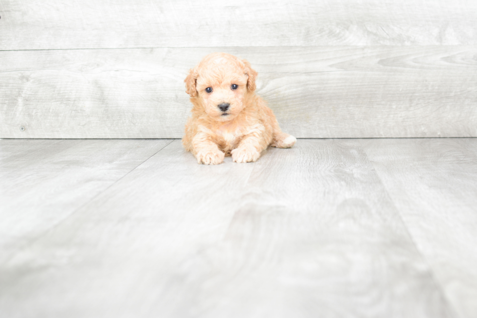 Maltipoo Puppy for Adoption