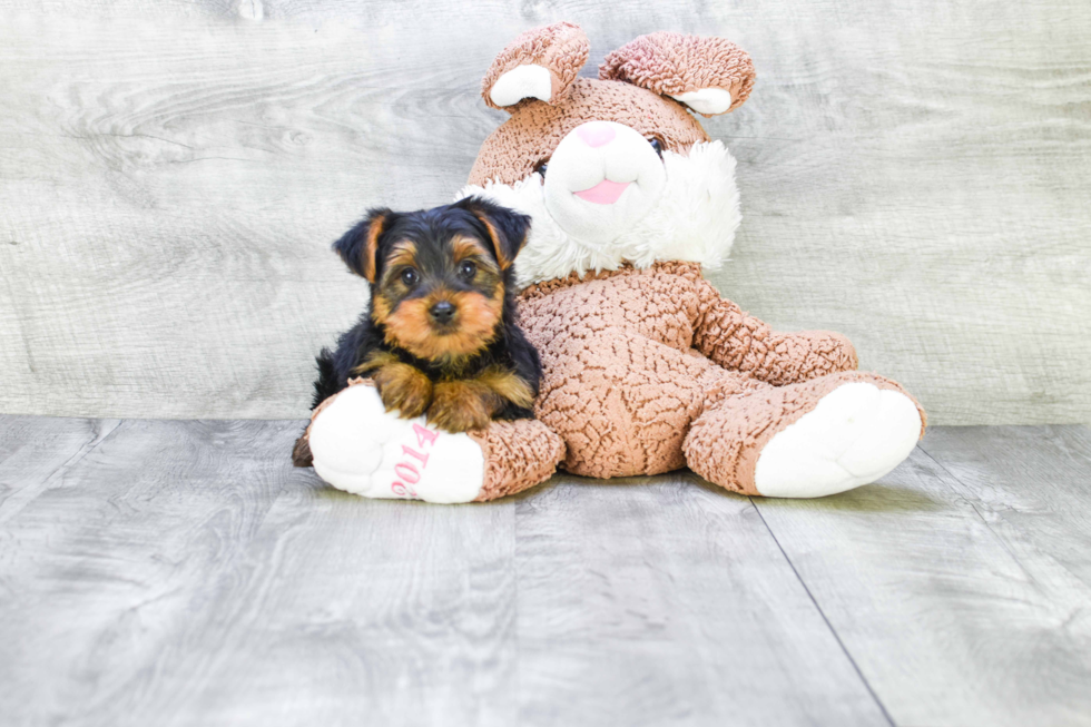 Meet Zoro - our Yorkshire Terrier Puppy Photo 