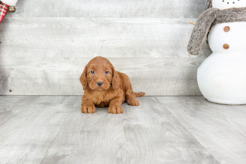 Cockapoo Pup Being Cute