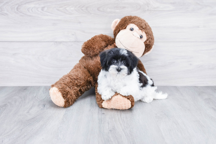 Little Havanese Purebred Pup