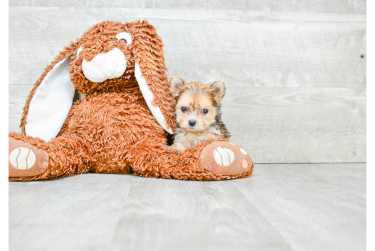 Morkie Puppy for Adoption