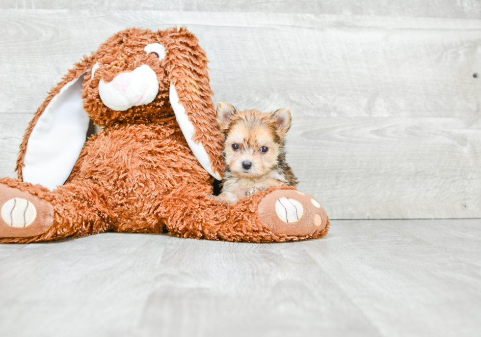 Morkie Puppy for Adoption