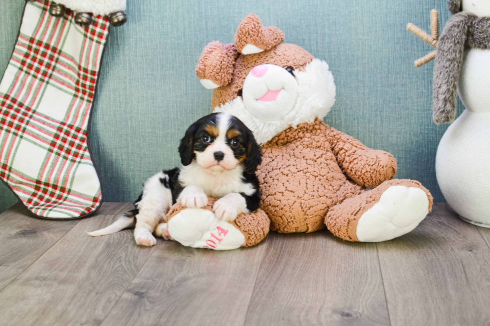 Cavalier King Charles Spaniel Pup Being Cute