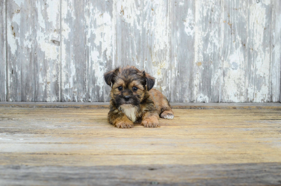 Shorkie Puppy for Adoption