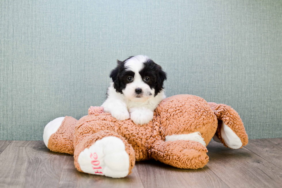 Teddy Bear Pup Being Cute