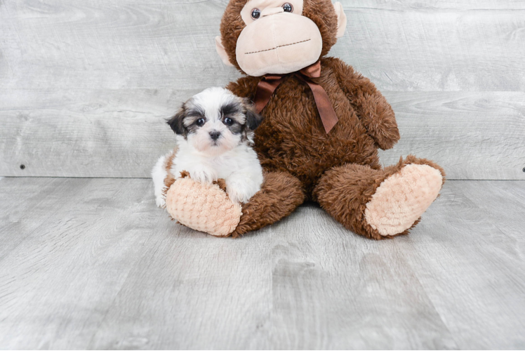 Petite Teddy Bear Designer Pup